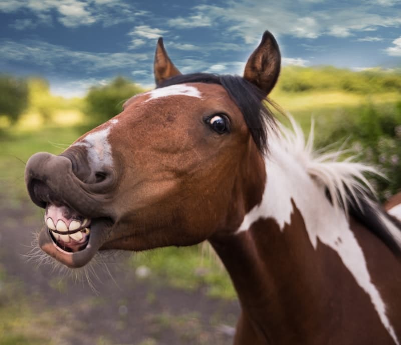 Horseback Riding
